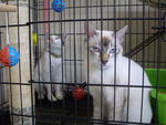 Benny with kiki