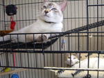 Benny - Siamese Cat