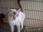Benny - Siamese Cat