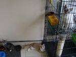benny with rio and fifi