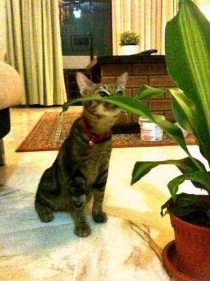 Sookie - Domestic Short Hair Cat