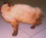 Cat 1 - Siamese + Domestic Long Hair Cat