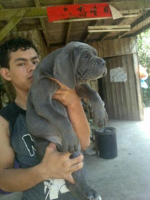 Neapolitan Mastiff - Neapolitan Mastiff Dog