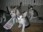 Kittens For Adoption - Domestic Short Hair Cat