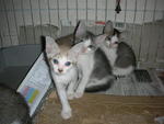 Kittens For Adoption - Domestic Short Hair Cat