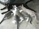 Kittens For Adoption - Domestic Short Hair Cat