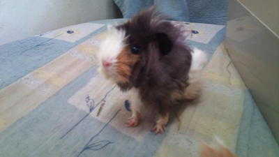 Kopi Peng~ - Guinea Pig Small & Furry