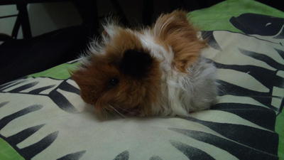 Teh Peng~ - Guinea Pig Small & Furry