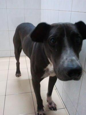 Tapir - Mixed Breed Dog