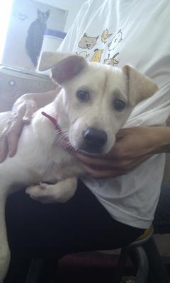 Sunshine  - Mixed Breed Dog