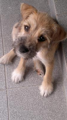 Kato - Schnauzer + Terrier Dog