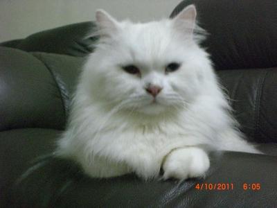 Arabella - Persian Cat