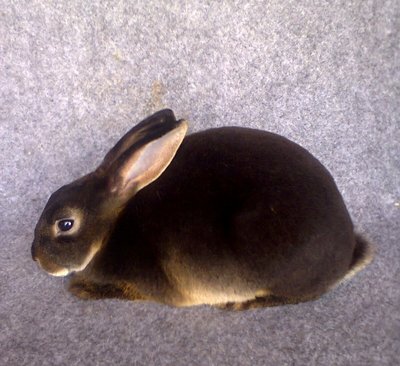 Mr01 - Mini Rex Rabbit