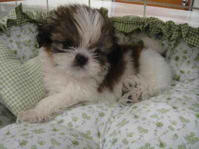 Cutie Shih Tzu - Shih Tzu Dog