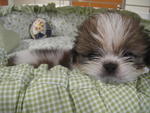 Cutie Shih Tzu - Shih Tzu Dog