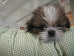 Cutie Shih Tzu - Shih Tzu Dog