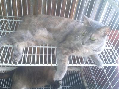 Female A - Domestic Short Hair Cat