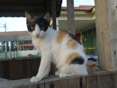 Omey - Domestic Short Hair Cat