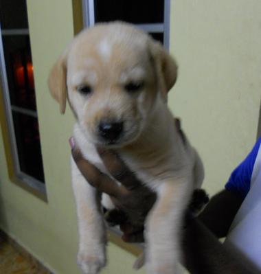 Mix Retriever Mastiff - Mastiff + Retriever Dog