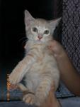 Kitten female A.. warna diluted yellow