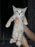 Kitten female B.. warna diluted yellow