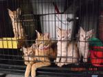 From left.. Kitten female C, Kitten Male, Nuneng, kitten Female A, Kitten Female B