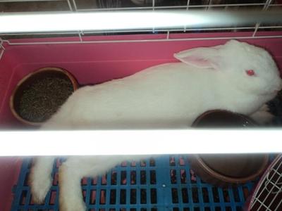 Putih - New Zealand + Lionhead Rabbit