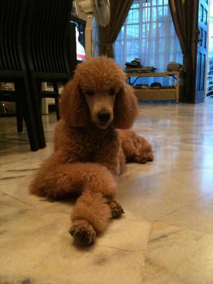 Scotch - Standard Poodle Dog