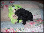 Pure Tiny Toy N Teacup Poodle Pup - Poodle Dog