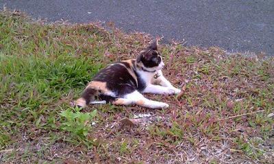 Meelah - Calico + Domestic Short Hair Cat