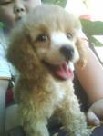 Guici - Poodle Dog