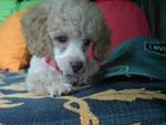 Guici - Poodle Dog