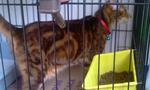 Mueezah The Umm - Bengal Cat