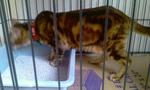 Mueezah The Umm - Bengal Cat