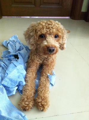 Xabi - Poodle Dog