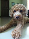 Xabi - Poodle Dog