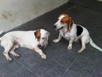 Hazelnut &amp; Walnut - Basset Hound Mix Dog