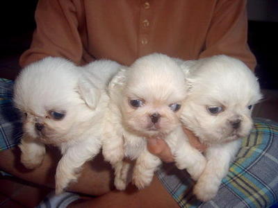 White And Cream Pekingese Puppies  - Pekingese Dog