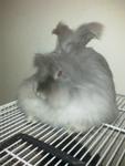 All Rabbits - Angora Rabbit + Lop Eared Rabbit