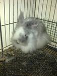 All Rabbits - Angora Rabbit + Lop Eared Rabbit