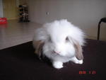 All Rabbits - Angora Rabbit + Lop Eared Rabbit