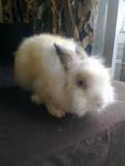 All Rabbits - Angora Rabbit + Lop Eared Rabbit