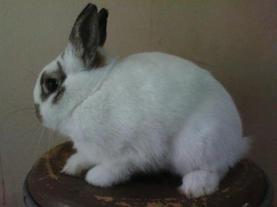 Netherland Dwaft Buck Proven - Netherland Dwarf Rabbit