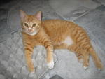 Sandy - Tabby Cat