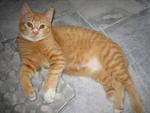 Sandy - Tabby Cat