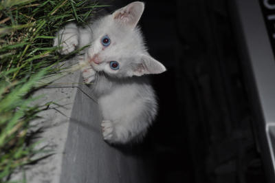 Blue Eyes - Domestic Medium Hair Cat