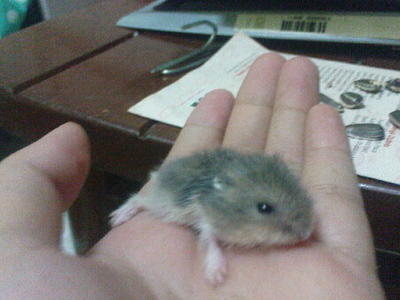 Cute Winter Hamster - Short Dwarf Hamster Hamster