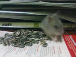 Cute Winter Hamster - Short Dwarf Hamster Hamster