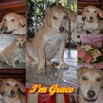 Grace - Rottweiler Mix Dog