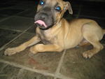 Bones - Mixed Breed Dog